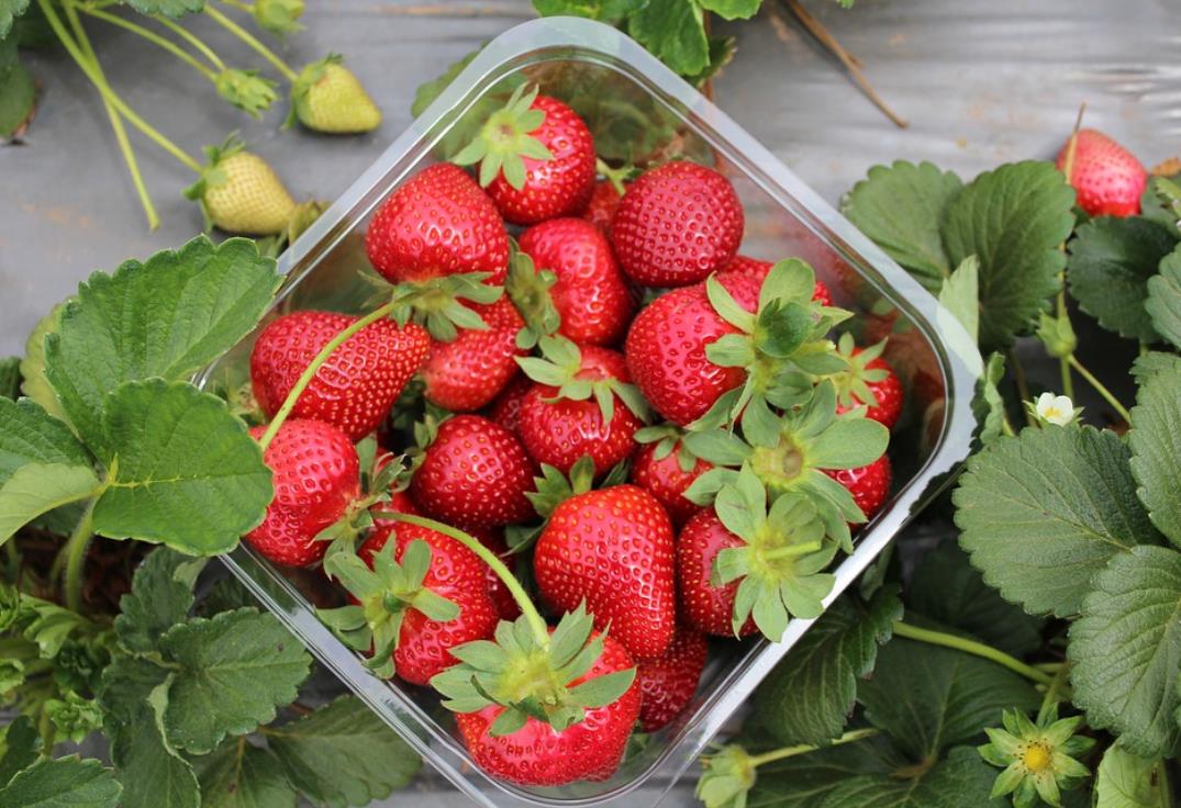 Fête fraise Skikda