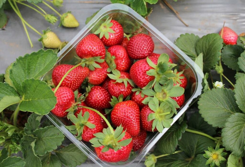Fête fraise Skikda